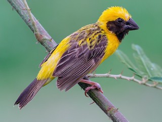 キンイロコウヨウジャク - eBird