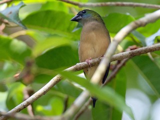 Female - Ayuwat Jearwattanakanok - ML226109181