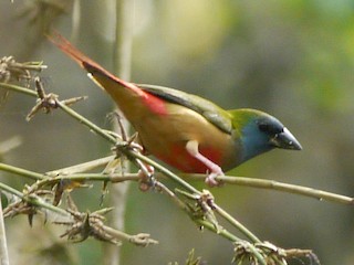 セイコウチョウ - eBird