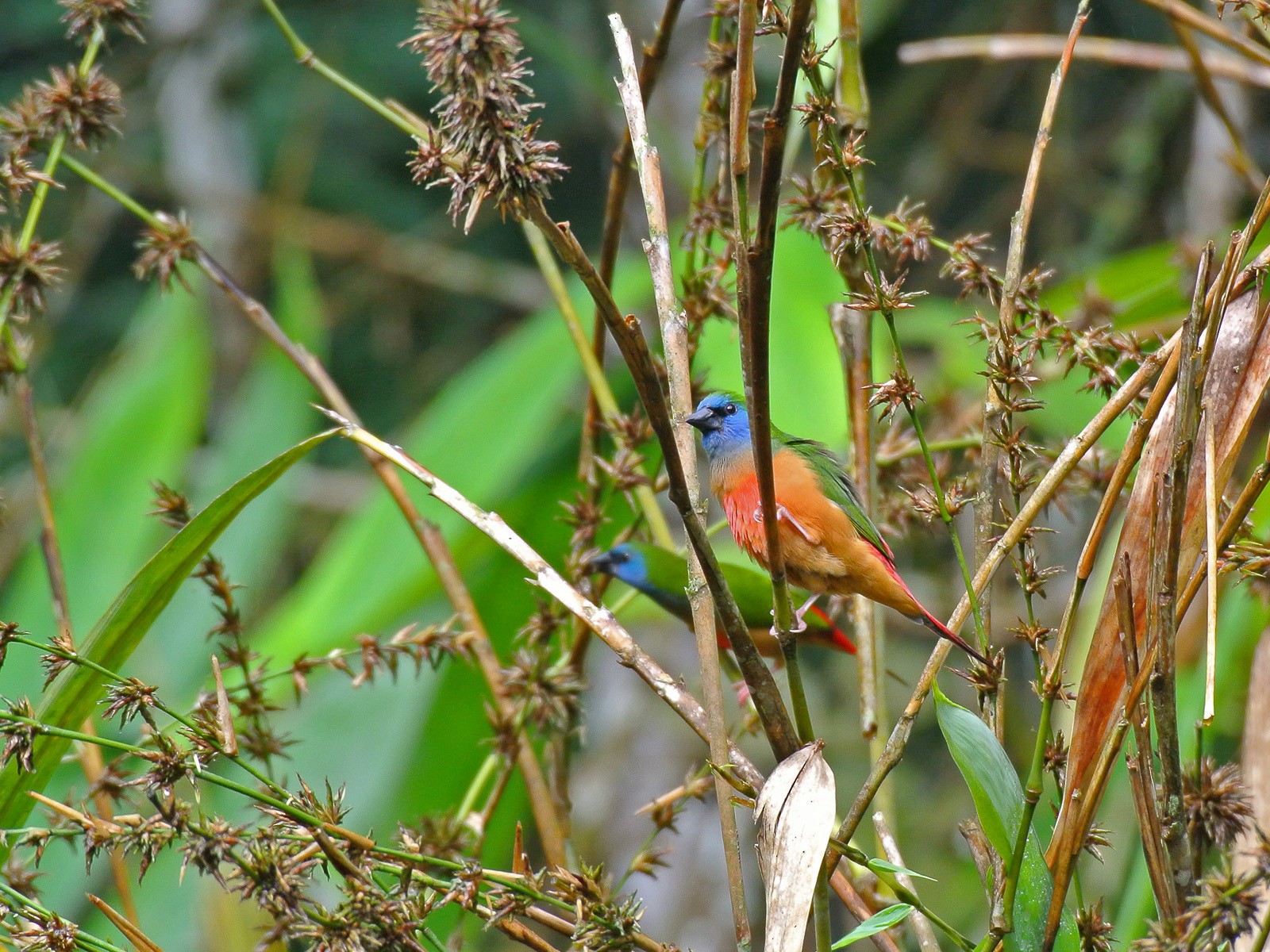 Pin-tailed Parrotfinch - wengchun malaysianbirder