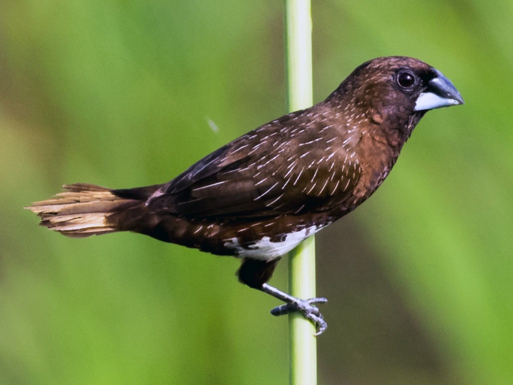 White-bellied Munia - Mark Maddock