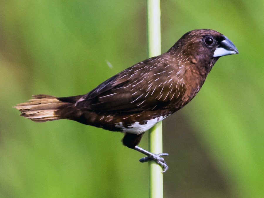 シロハラキンパラ - eBird