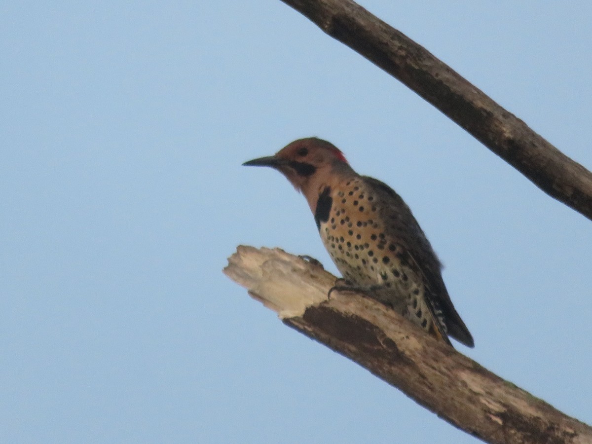 Northern Flicker (Yellow-shafted) - ML22611111