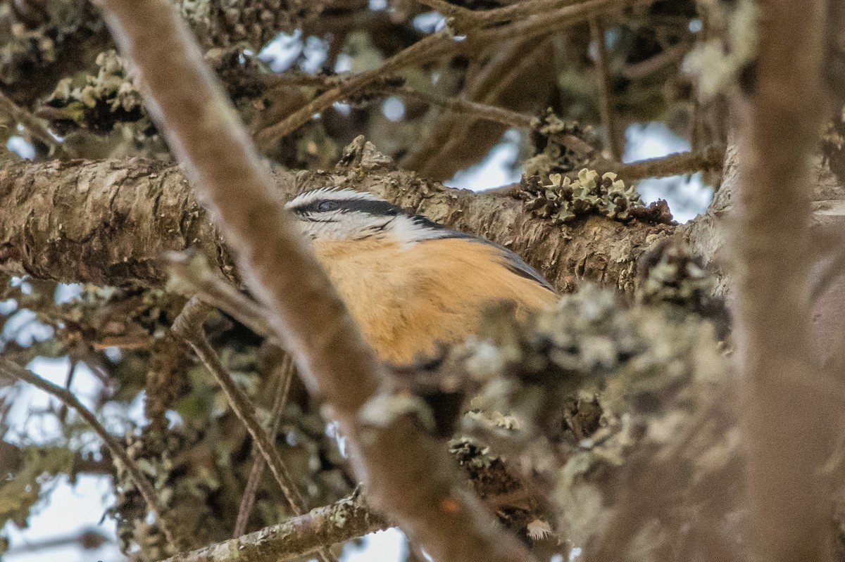 Red-breasted Nuthatch - ML226119791