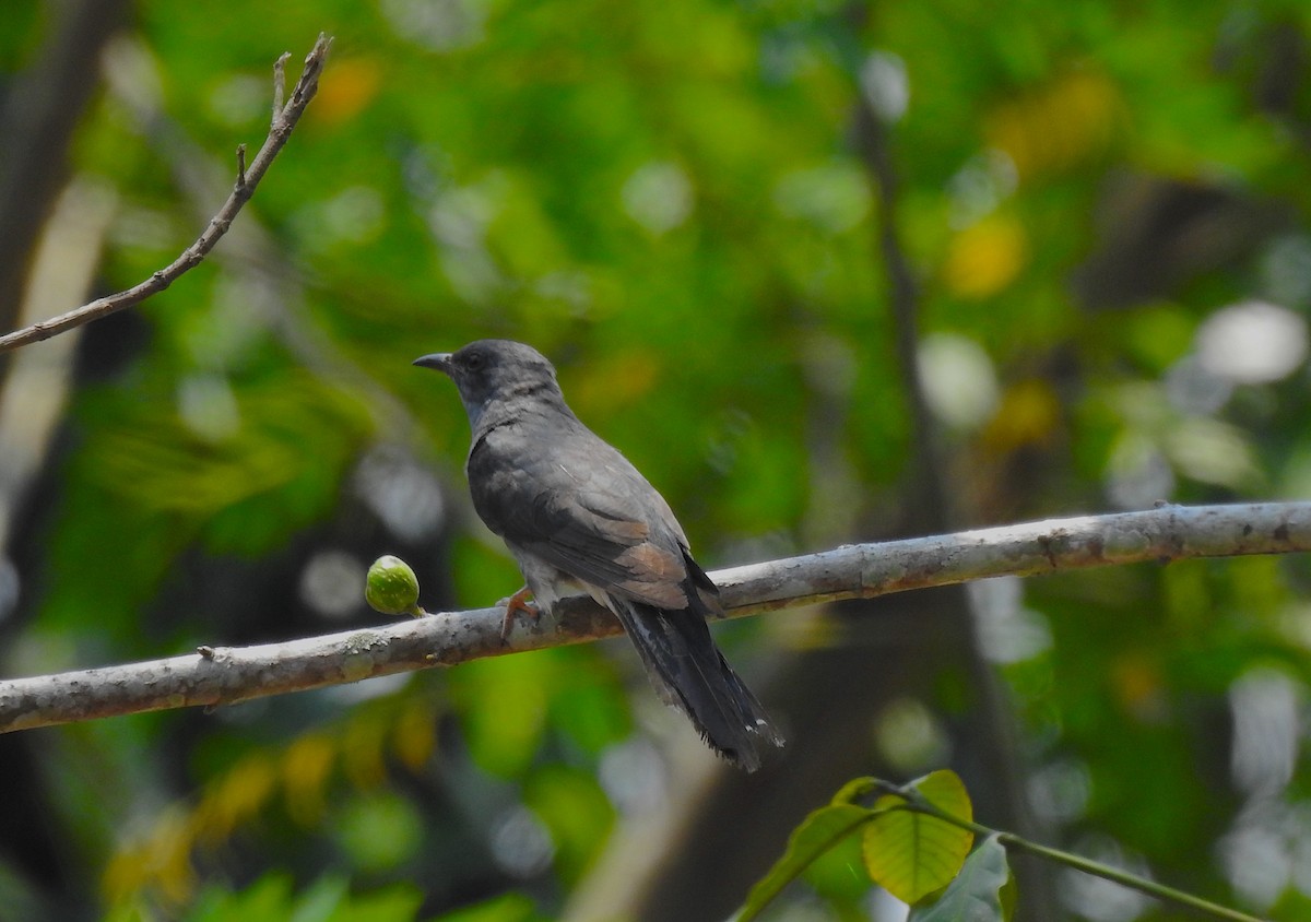 Gray-bellied Cuckoo - Ritobroto Chanda