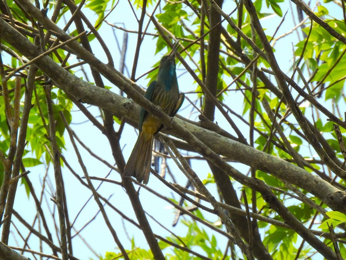 Blue-bearded Bee-eater - ML226123001