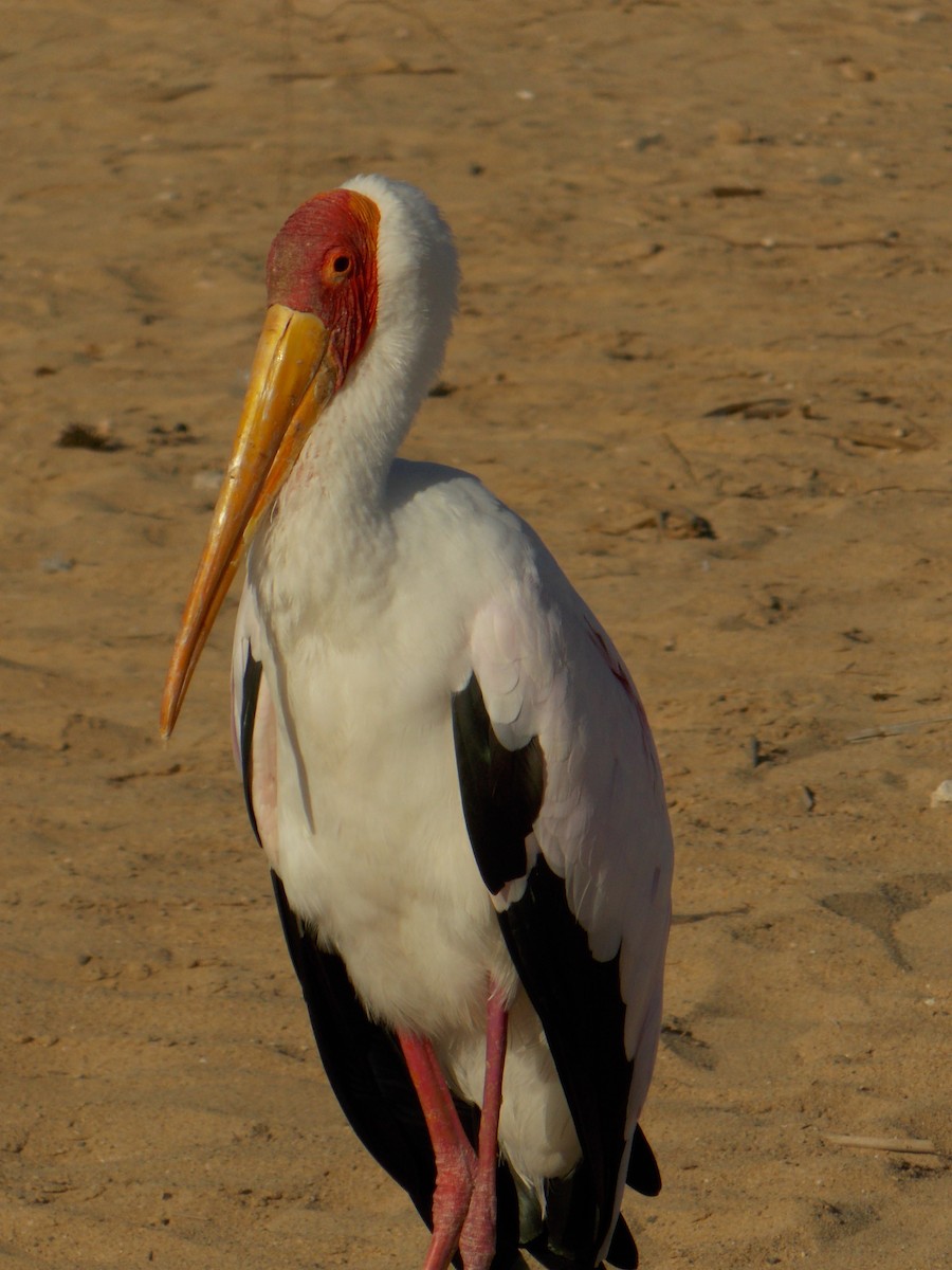 Yellow-billed Stork - Thomas Gibson