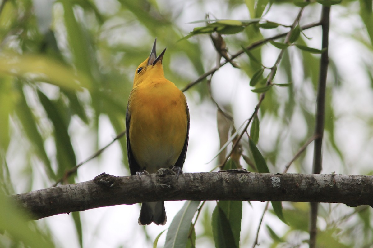 Prothonotary Warbler - ML226124741