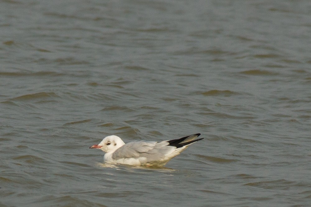 Brown-headed Gull - Swati Sidhu