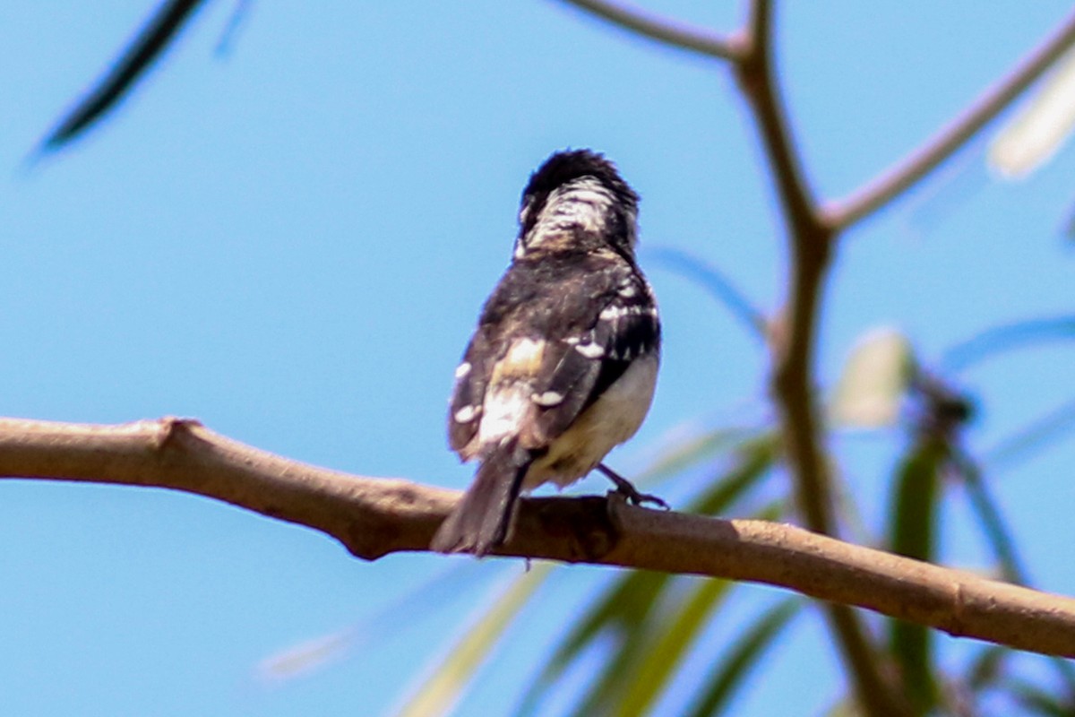 Variable Seedeater - ML226126811