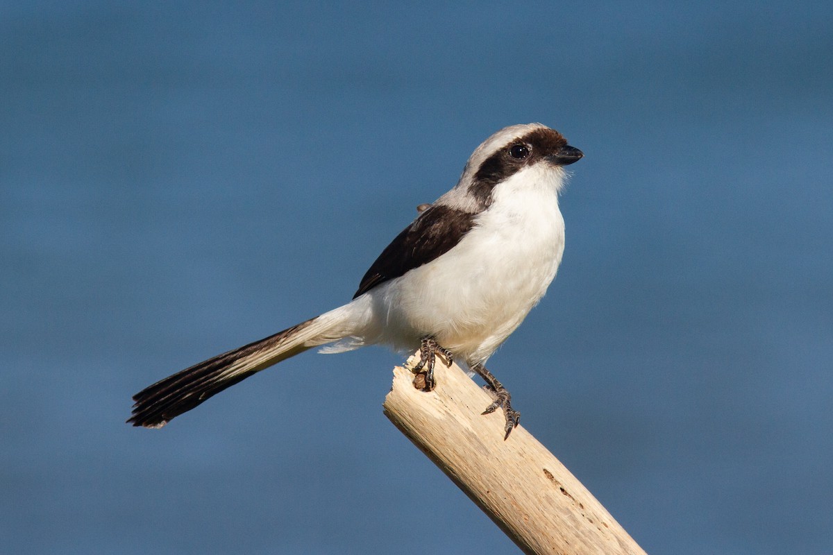 Gray-backed Fiscal - ML226127521