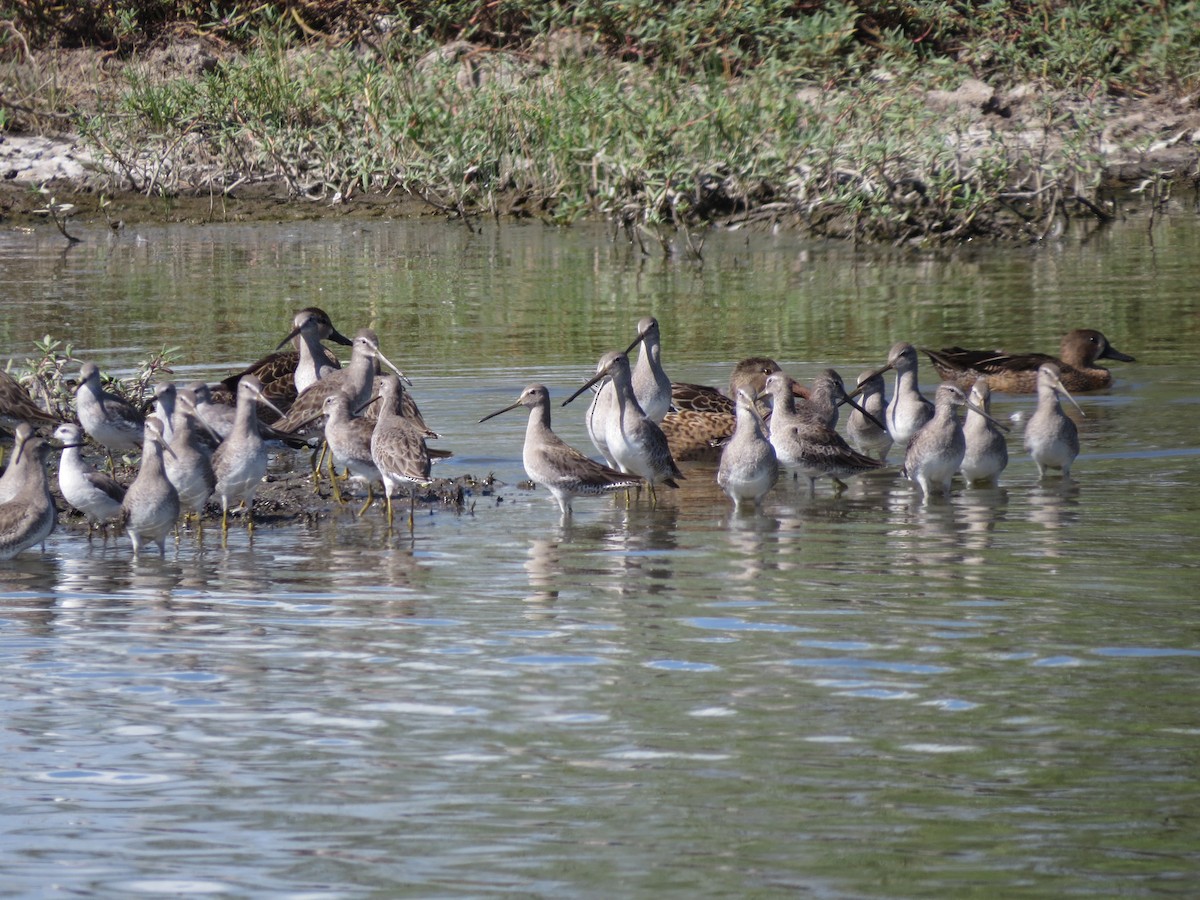 Long-billed Dowitcher - ML22613021