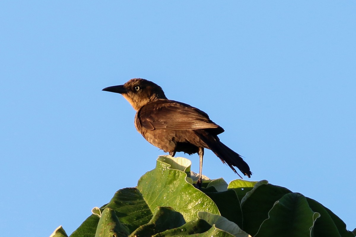 Great-tailed Grackle - David Garrigues