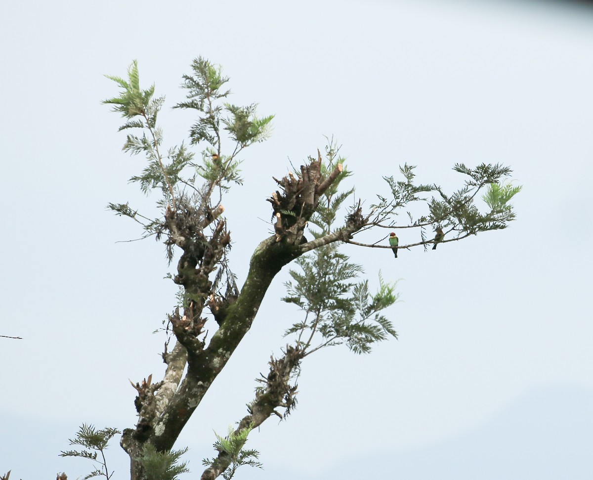 Chestnut-headed Bee-eater - ML226133791