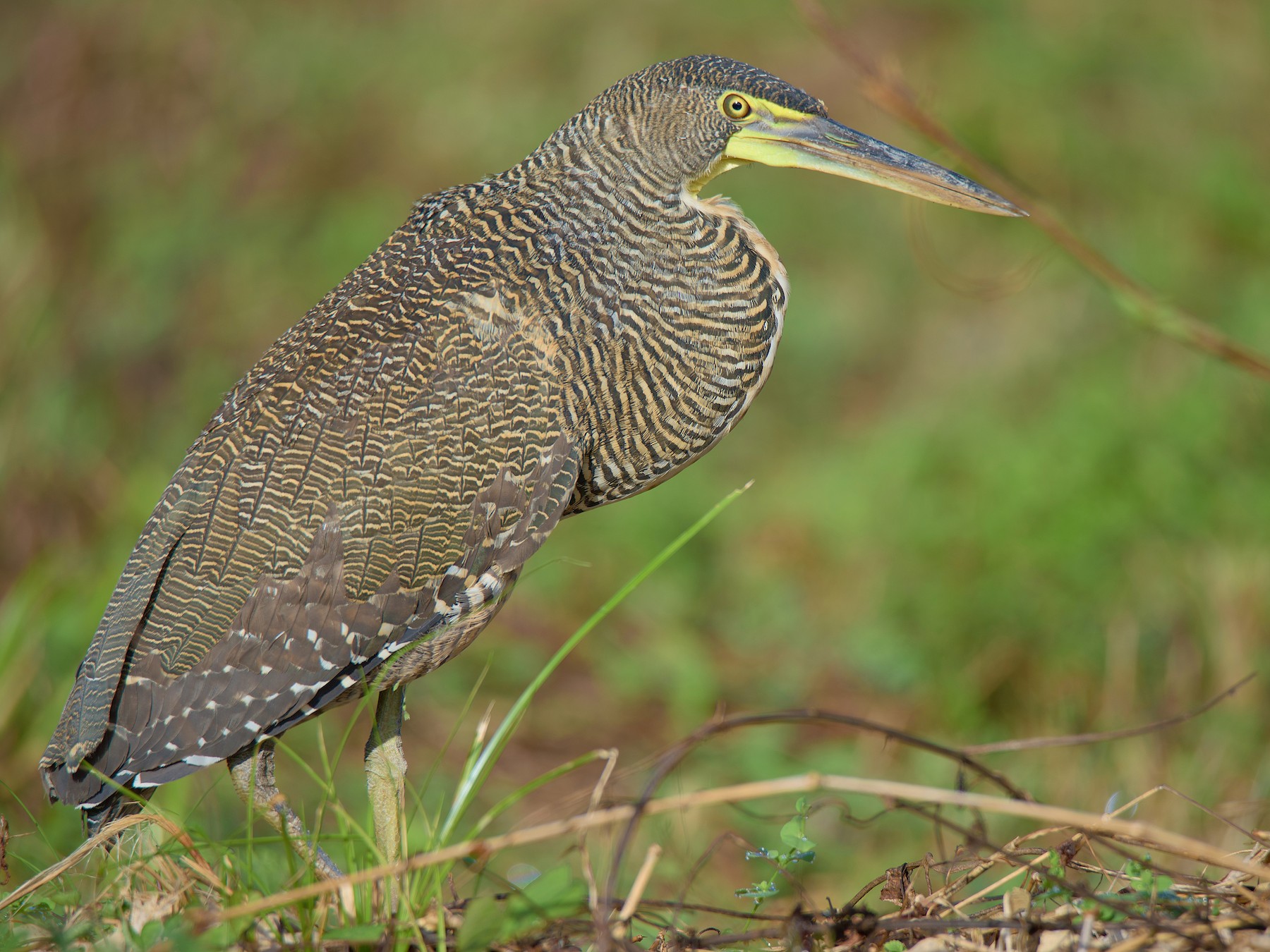 Bare-throated Tiger-Heron - Christopher Becerra