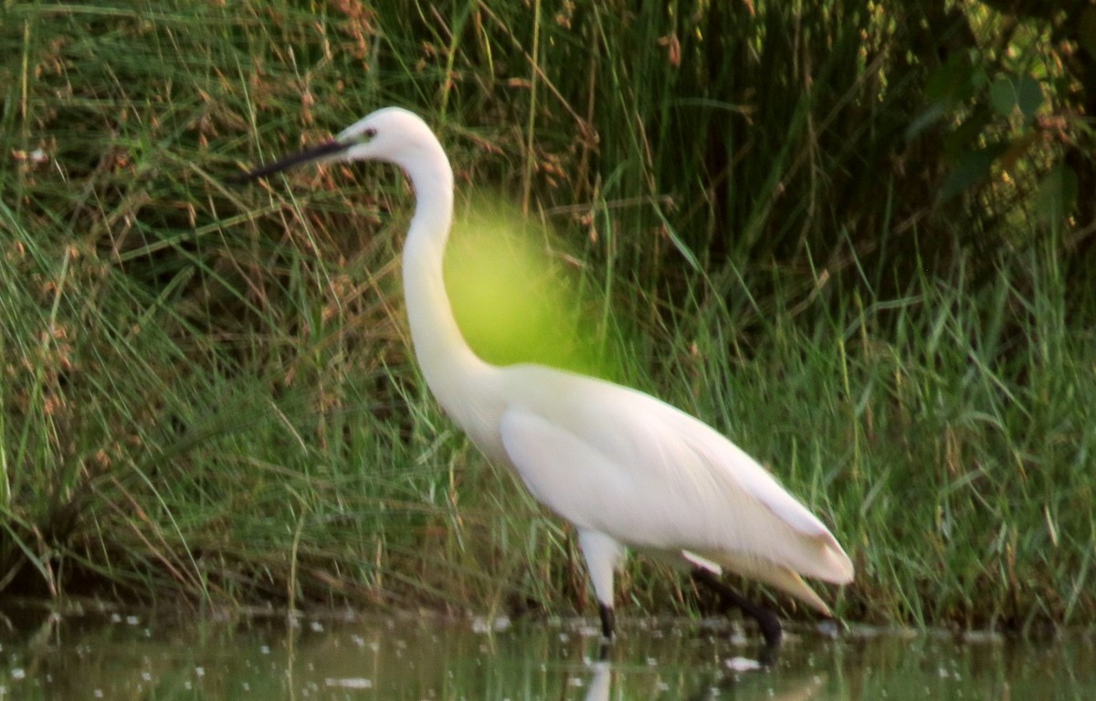 Little Egret - Sumesh PB