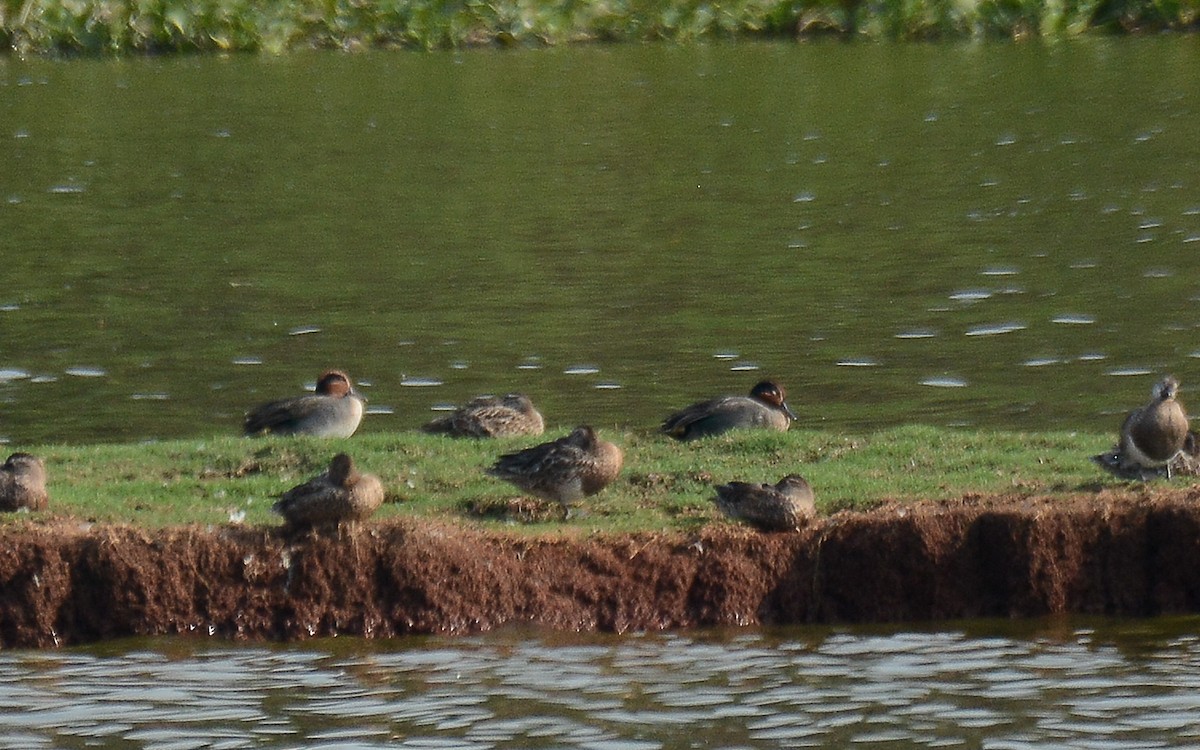 Green-winged Teal - ML226136281