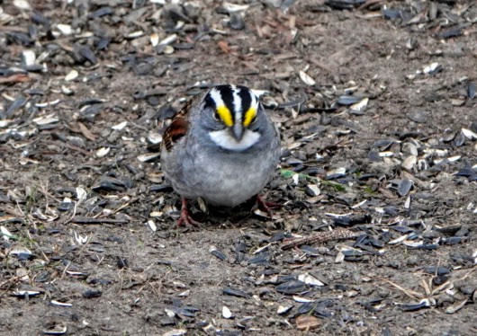 White-throated Sparrow - ML226140781