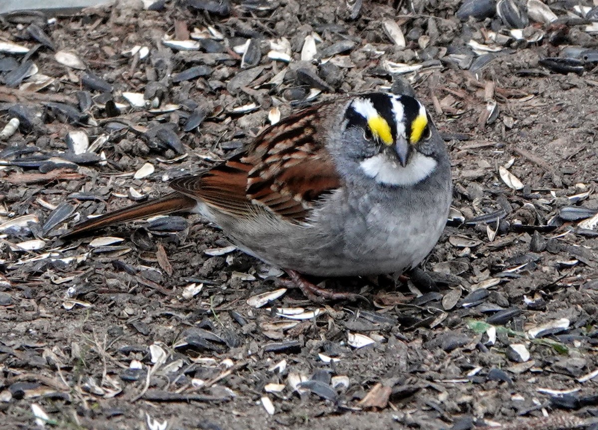 White-throated Sparrow - ML226140791