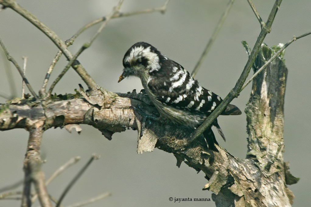 Gray-capped Pygmy Woodpecker - Jayanta Manna