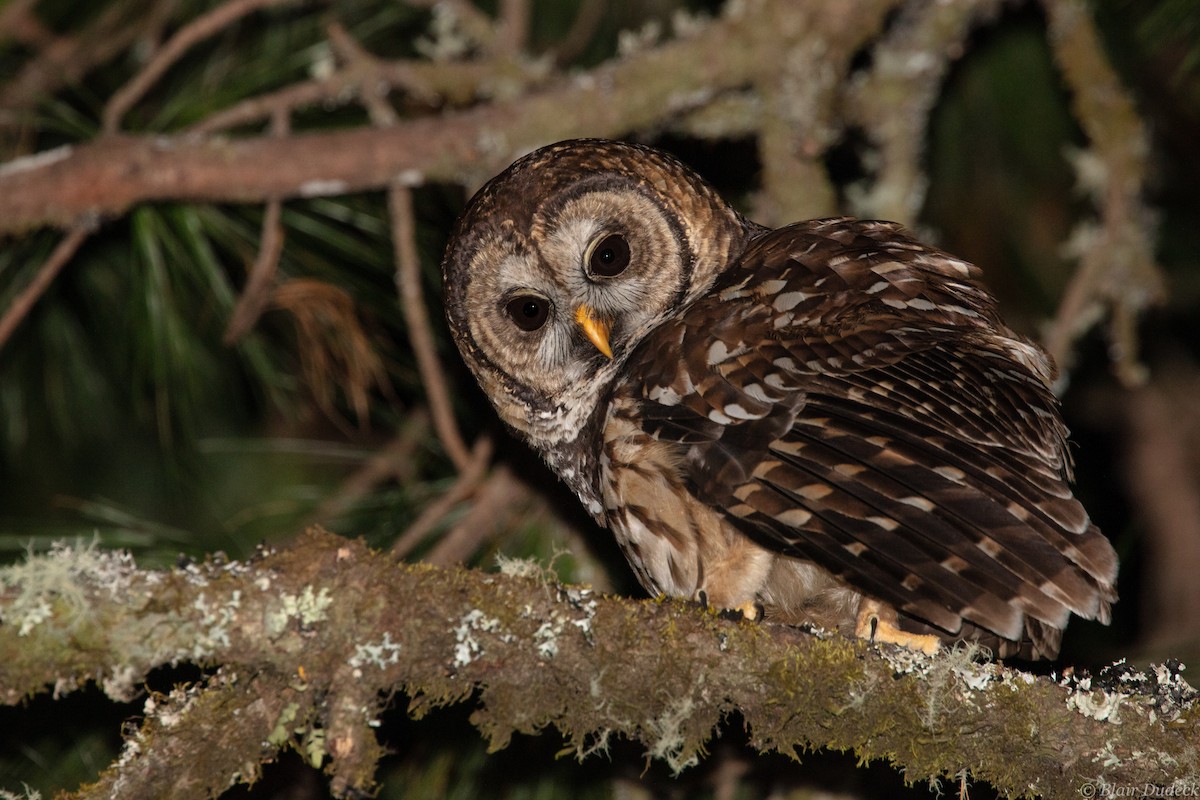 Fulvous Owl - ML226142881