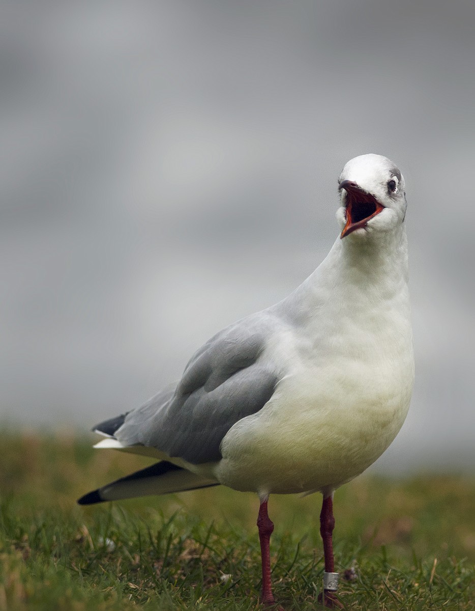 Black-headed Gull - Joshua Vandermeulen