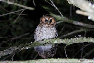  - Cloud-forest Screech-Owl