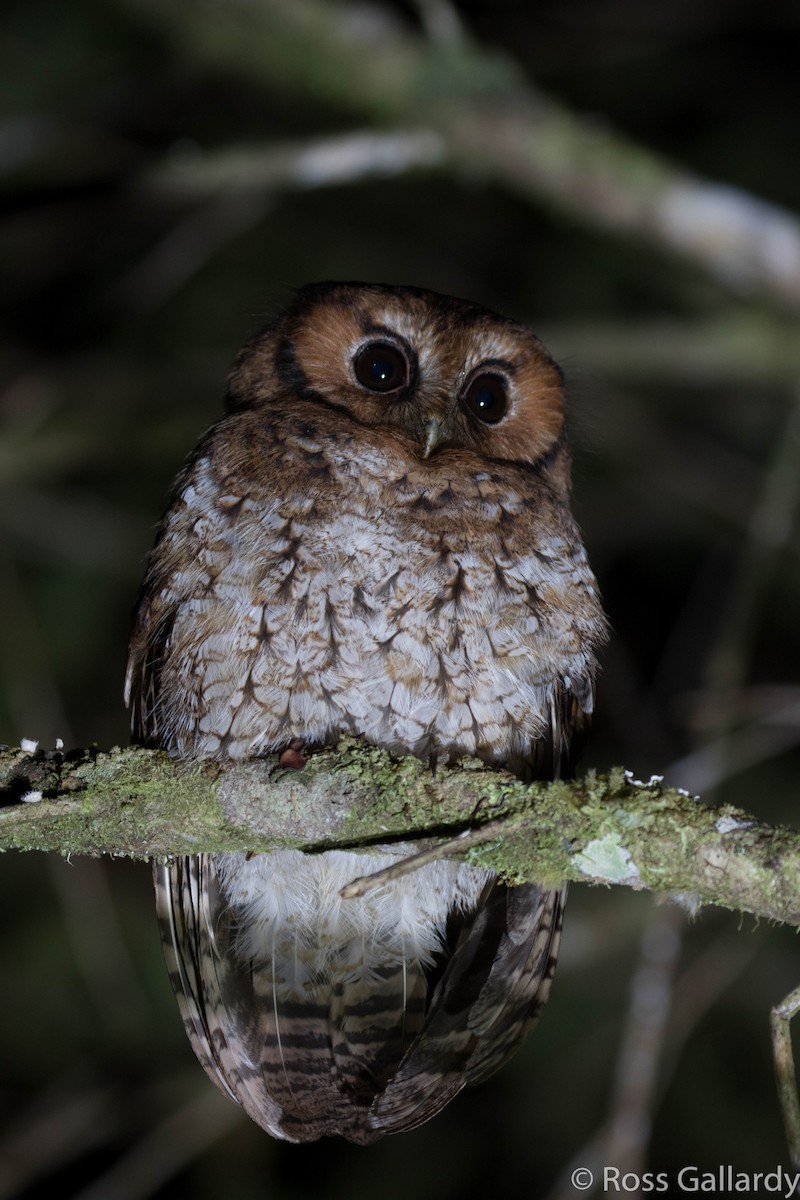 Cloud-forest Screech-Owl - Ross Gallardy