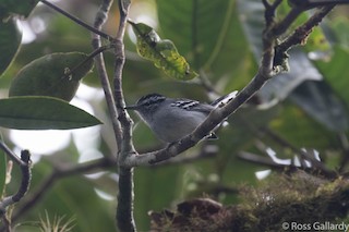  - Ash-throated Antwren