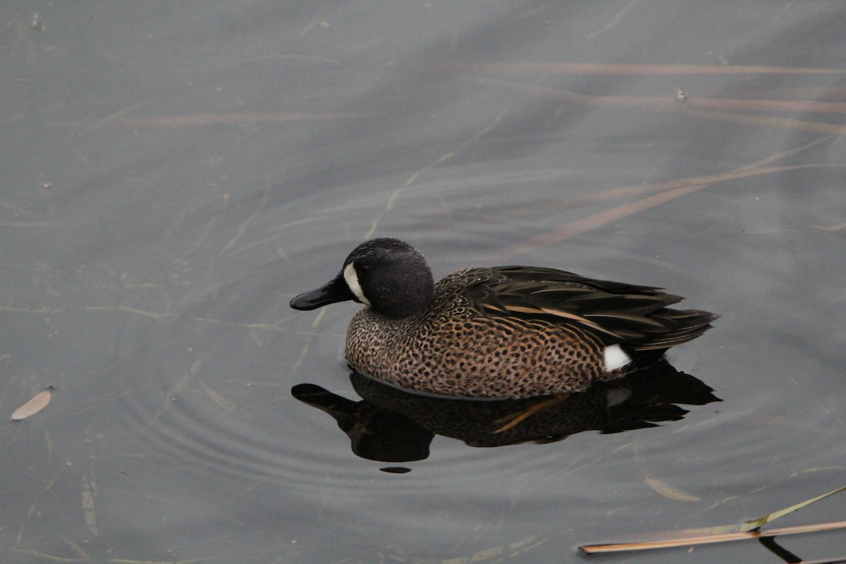 Blue-winged Teal - ML22614651