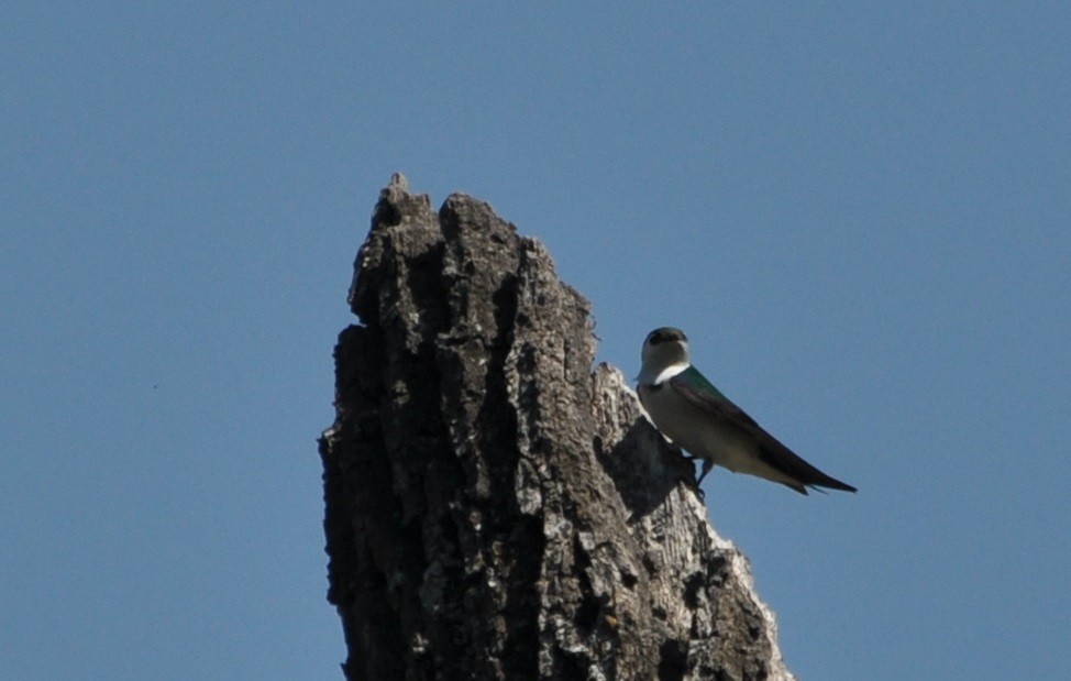 Violet-green Swallow - ML226146591
