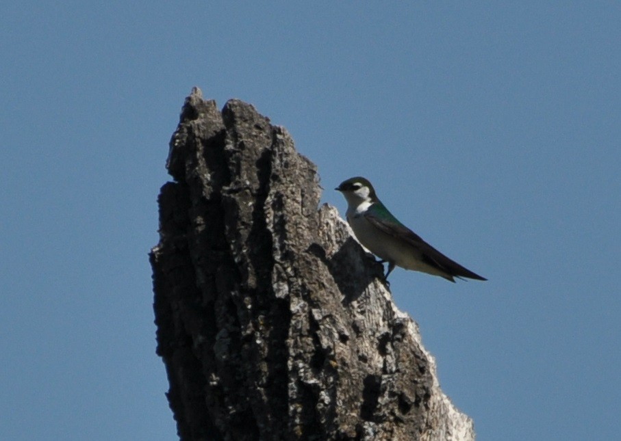 Violet-green Swallow - ML226146601