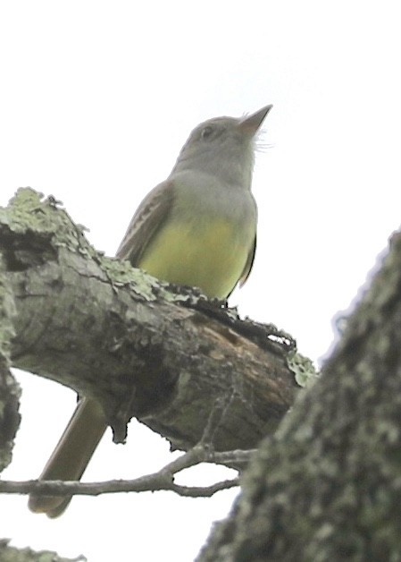 Great Crested Flycatcher - Judy Grant