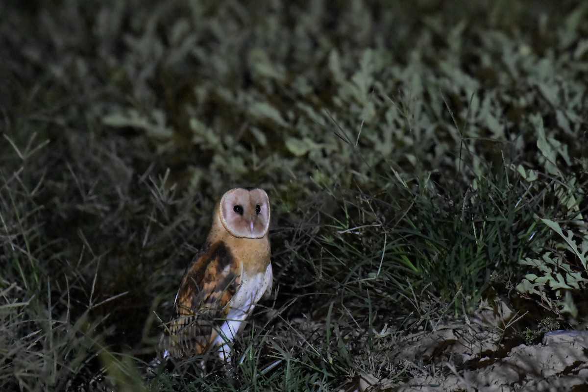 Australasian Grass-Owl - Anonymous