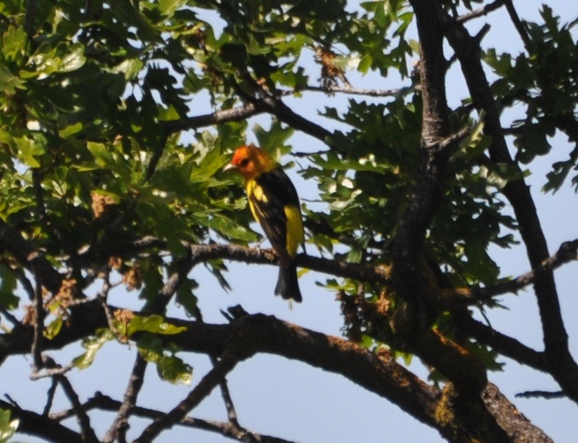 Western Tanager - ML226149571