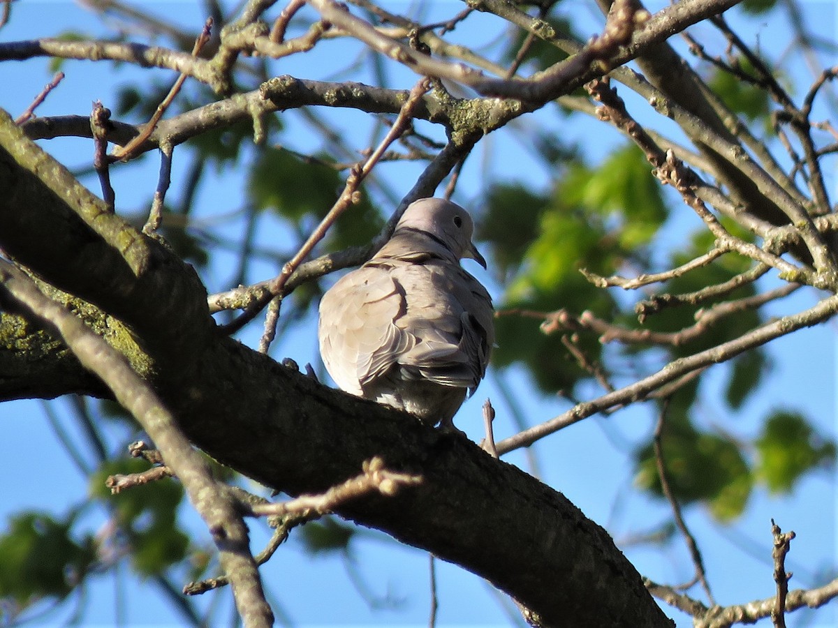 Eurasian Collared-Dove - ML226152821