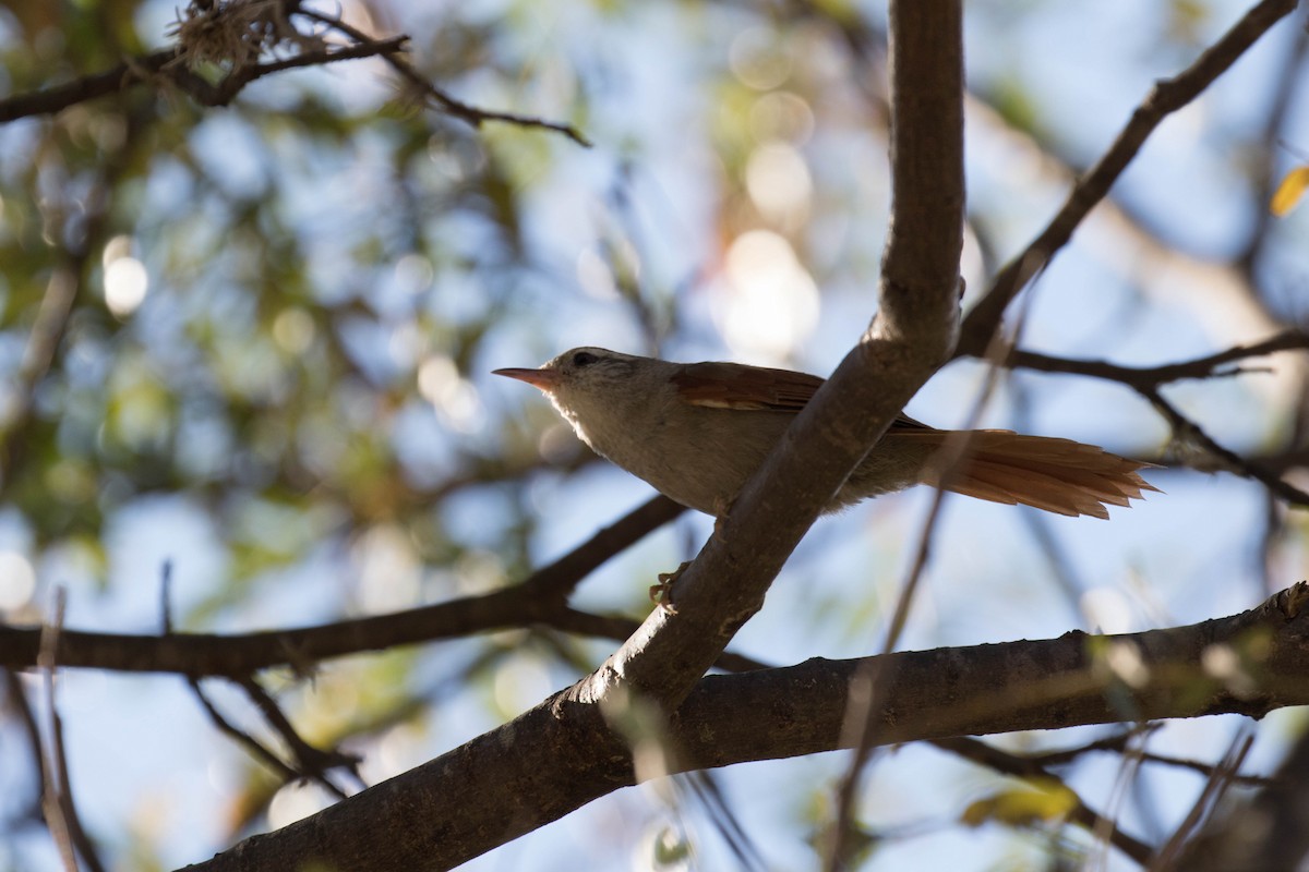 Bolivian Spinetail - ML22615311