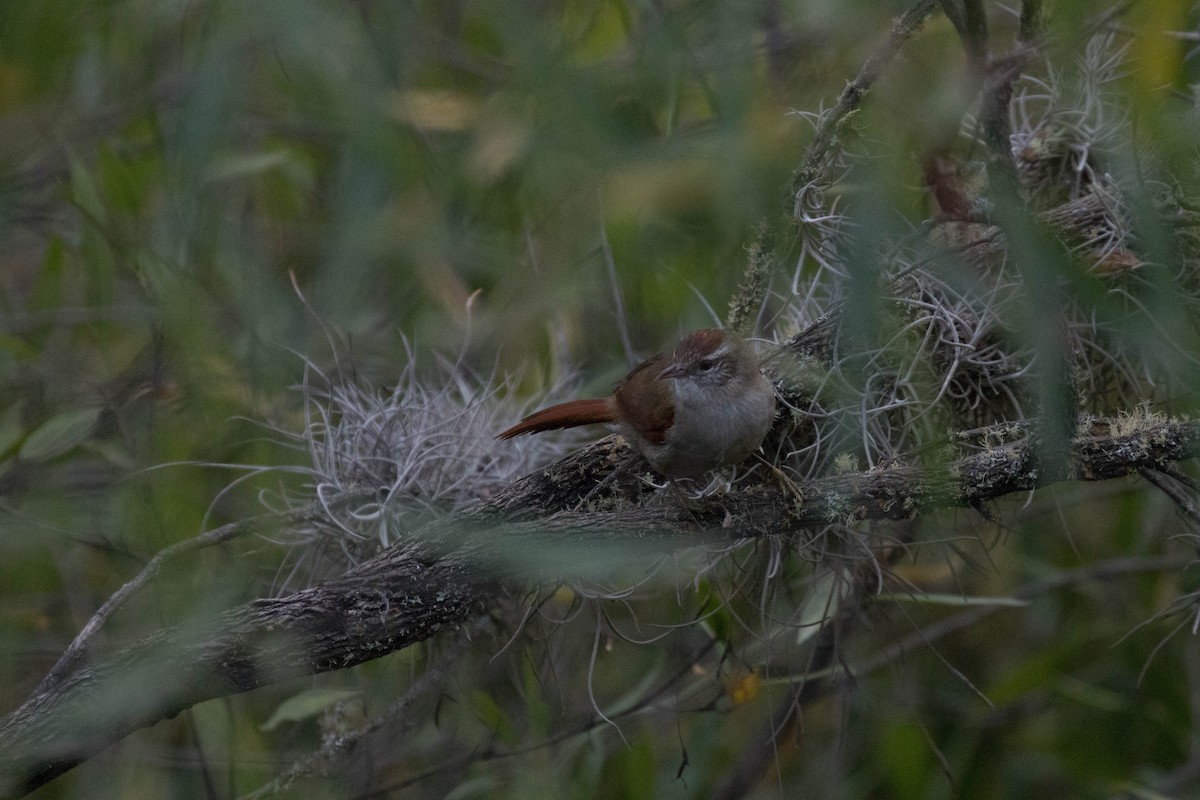 Bolivian Spinetail - ML22615331