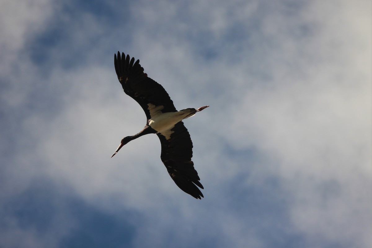Black Stork - Quim Minoves
