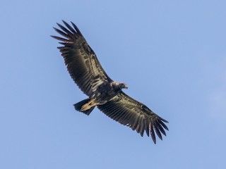 King Vulture - eBird
