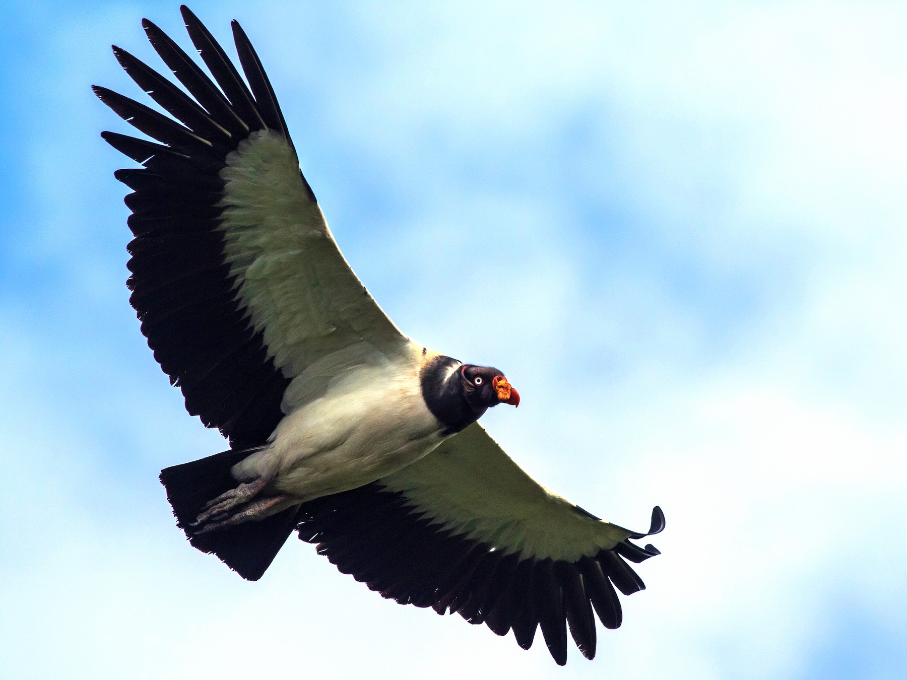 King Vulture - Francis Canto Jr