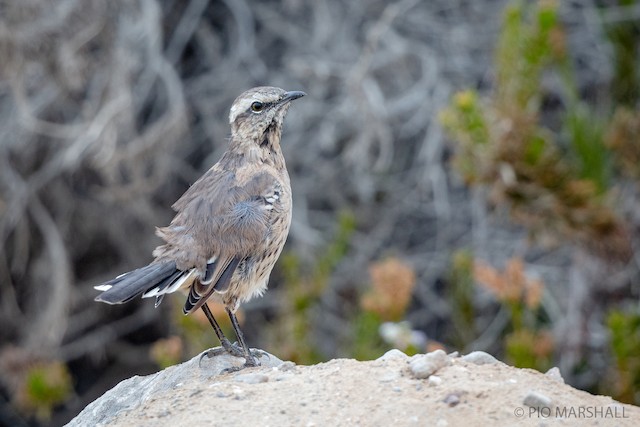 Bird from Northern Chile with lighter coloration. - Chilean Mockingbird - 