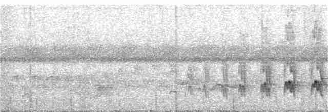 Weißflanken-Ameisenschlüpfer (luctuosa) - ML226161291