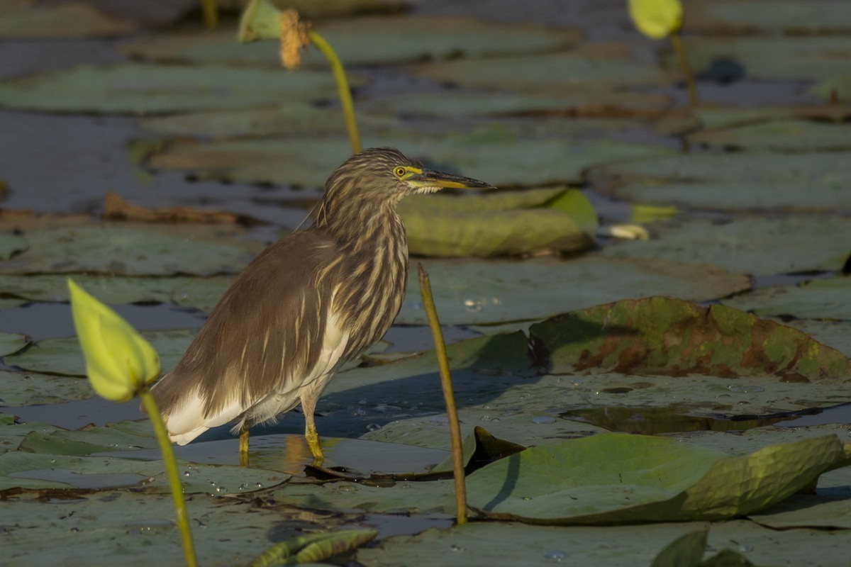 Indian Pond-Heron - Vaidehi  Gunjal