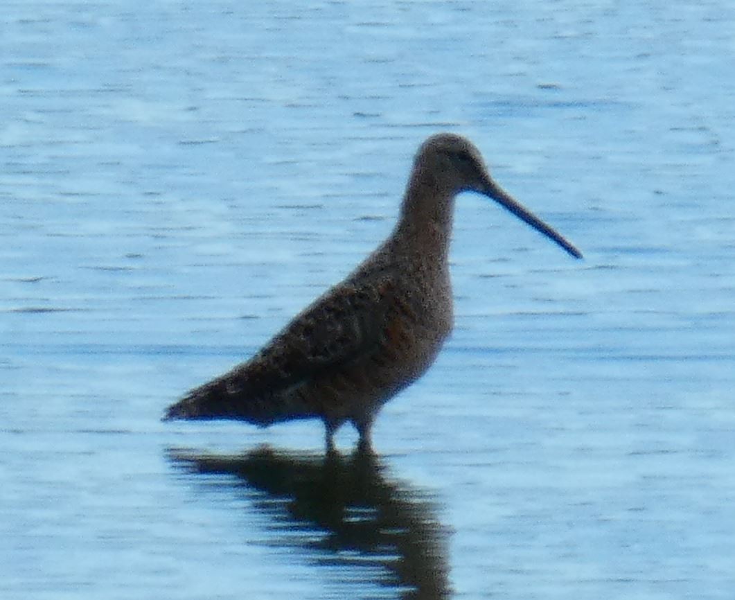 Long-billed Dowitcher - ML226164921