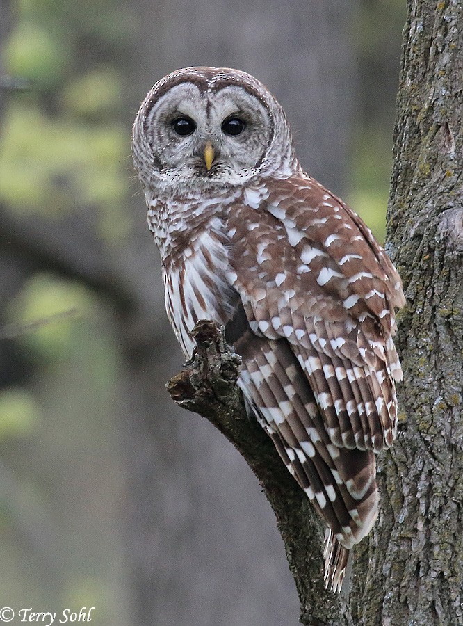 Barred Owl - Terry Sohl