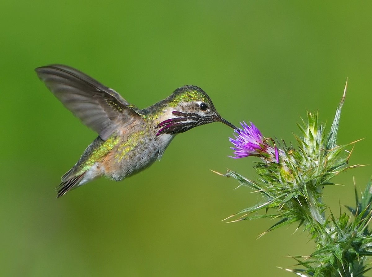 Calliope Hummingbird - Jerry Ting