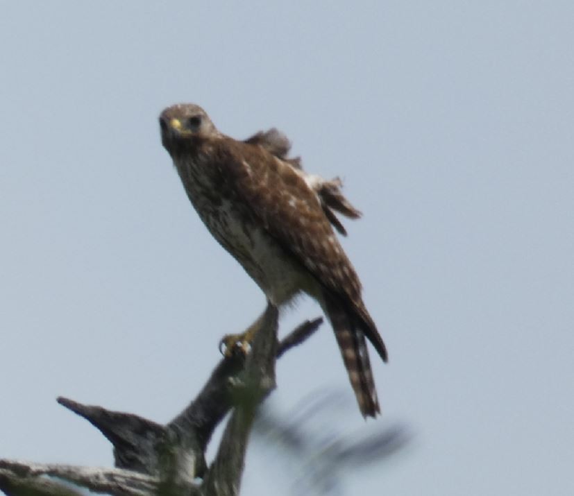 Red-shouldered Hawk (lineatus Group) - ML226167611