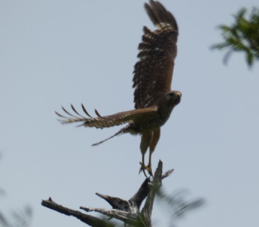 Red-shouldered Hawk (lineatus Group) - ML226167621