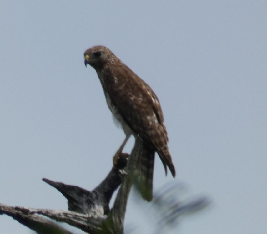 Red-shouldered Hawk (lineatus Group) - Bill Pranty